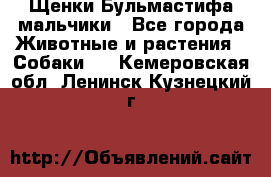 Щенки Бульмастифа мальчики - Все города Животные и растения » Собаки   . Кемеровская обл.,Ленинск-Кузнецкий г.